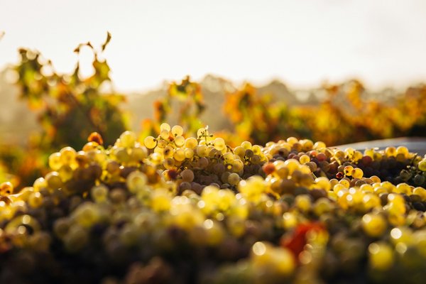 Comment planifier une visite des vignobles de la vallée de Douro au Portugal?